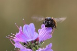 Frhlings-Pelzbiene (Anthophora plumipes)