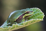 Laubfrosch (Hyla arborea)