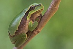 Laubfrosch (Hyla arborea)