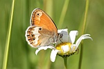 Weibindiges Wiesenvgelchen