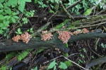 Gelbstieliger Nitrathelmling (Mycena renati)