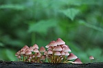 Gelbstieliger Nitrathelmling (Mycena renati)