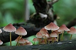 Gelbstieliger Nitrathelmling (Mycena renati)