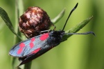 Sechsfleck-Widderchen (Zygaena filipendulae)