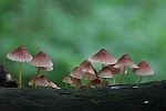 Gelbstieliger Nitrathelmling (Mycena renati)