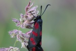 Sechsfleck-Widderchen (Zygaena filipendulae)