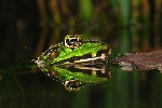 Seefrosch (Rana ridibunda)