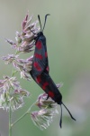 Sechsfleck-Widderchen (Zygaena filipendulae)