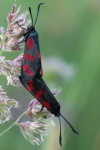 Sechsfleck-Widderchen (Zygaena filipendulae)