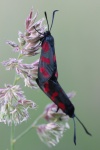 Sechsfleck-Widderchen (Zygaena filipendulae)