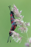 Sechsfleck-Widderchen (Zygaena filipendulae)