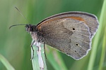 Groes Ochsenauge (Maniola jurtina)