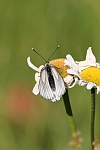 Baumweiling (Aporia crataegi)