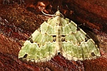 Prachtgrner Bindenspanner (Colostygia pectinataria)