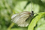 Baumweiling (Aporia crataegi)