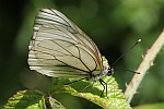 Baumweiling (Aporia crataegi)