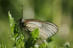 Baumweiling (Aporia crataegi)