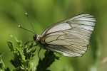 Baumweiling (Aporia crataegi)