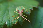 Braune Randwanze (Gonocerus acuteangulatus)