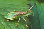 Braune Randwanze (Gonocerus acuteangulatus)