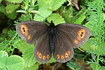 Rundaugen Mohrenfalter (Erebia medusa)