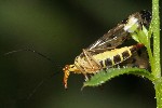 Skorpionsfliege (Panorpa communis)