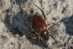 Getreidelaubk�fer (Cheatopteroplia segetum)
