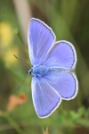 Hauhechelbluling (Polyommatus icarus)