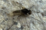 Kronen-Schnepfenfliege (Chysopilus cristatus)