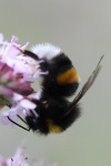 Dunkle Erdhmumel (Bombus terrestris)