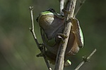 Laubfrosch (Hyla arborea)