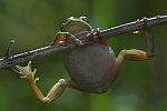 Laubfrosch (Hyla arborea)