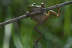 Laubfrosch (Hyla arborea)