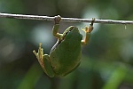 Laubfrosch (Hyla arborea)