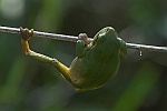 Laubfrosch (Hyla arborea)