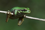 Laubfrosch (Hyla arborea)