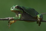 Laubfrosch (Hyla arborea)