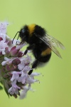 Dunkle Erdhmumel (Bombus terrestris)