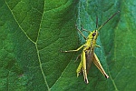 Gr. Goldschrecke (Chrysochraon dispar)