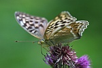 Kaisermantel (Argynnis paphia)