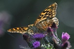 Kaisermantel (Argynnis paphia)