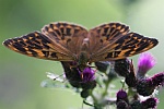 Kaisermantel (Argynnis paphia)