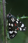 Schnbr (Callimorpha dominula)