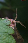 Eschen-Zackenrandspanner (Ennomos fuscantaria)