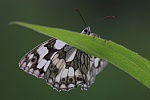 Schachbrett (Melanargia galathea)