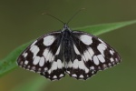 Schachbrett (Melanargia galathea)