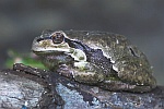 Laubfrosch (Hyla arborea)