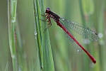 Scharlachlibelle (Ceriagrion tenellum)