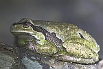 Laubfrosch (Hyla arborea)