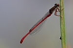 Scharlachlibelle (Ceriagrion tenellum)